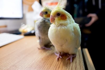 ​玄凤鹦鹉标准体重表