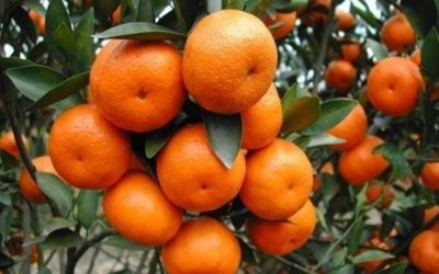 ​这几种橘子你吃过哪几种呢？