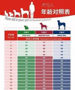 ​判断狗狗年龄的5个方法，你知道吗？