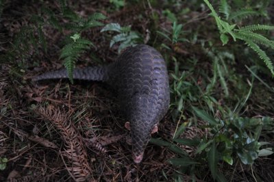 ​穿山？通乳？大补？关于穿山甲的八个误解