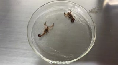 ​冰城海关截获32只活体蝎子