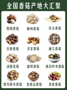 ​全国香菇产地大汇聚，你觉得哪里的香菇最好吃？