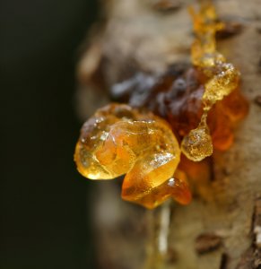 ​琥珀最怕这5件事，如果你有琥珀，赶快行动起来