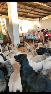 ​著名女星张馨予为四川被咬女童发声，呼吁文明养狗，大型犬要牵引