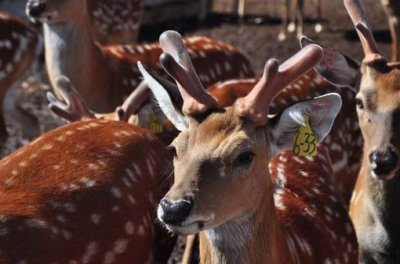 ​鹿心的食用方法