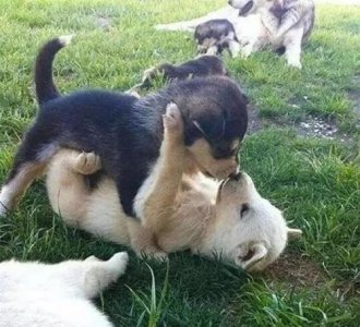 ​两只狗在交配状态下，可能会发出“惨叫”