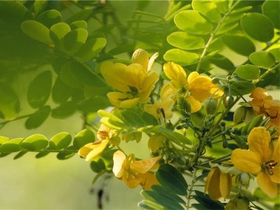 ​两种你会混淆的植物，黄花愧与黄花决明的区别