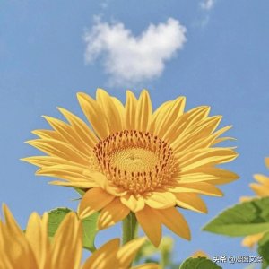 ​头像|“繁花似锦，花开富贵”头像背景图