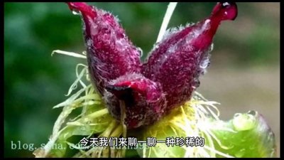 ​国家一级保护植物——流苏