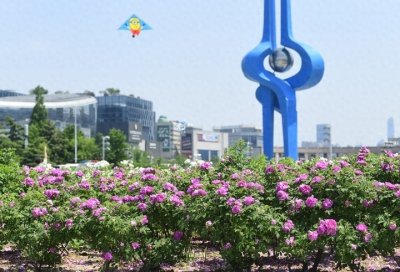 ​玫瑰芬芳香飘泉城，市花扮靓“大客厅”