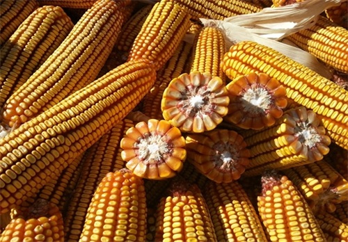 玉米品种大德216介绍