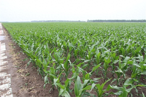 玉米品种大德216介绍