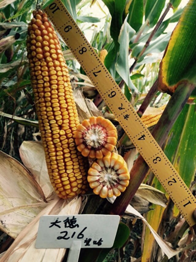玉米品种大德216介绍