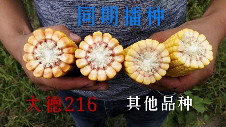 玉米品种大德216介绍