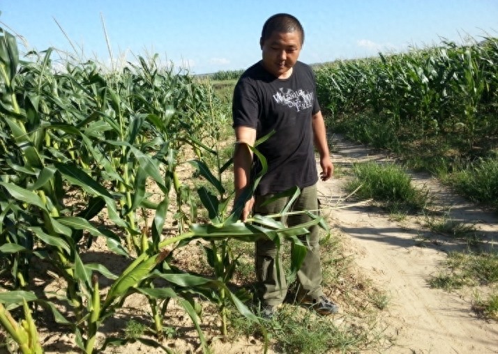 玉米品种大德216介绍