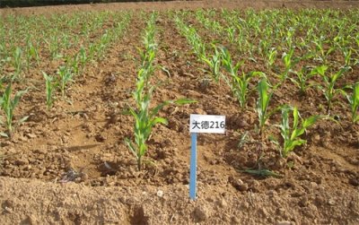 ​玉米品种大德216介绍