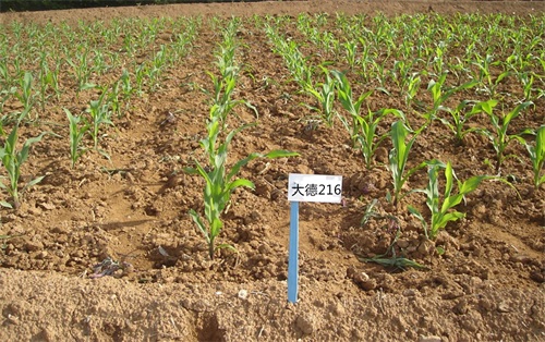 玉米品种大德216介绍