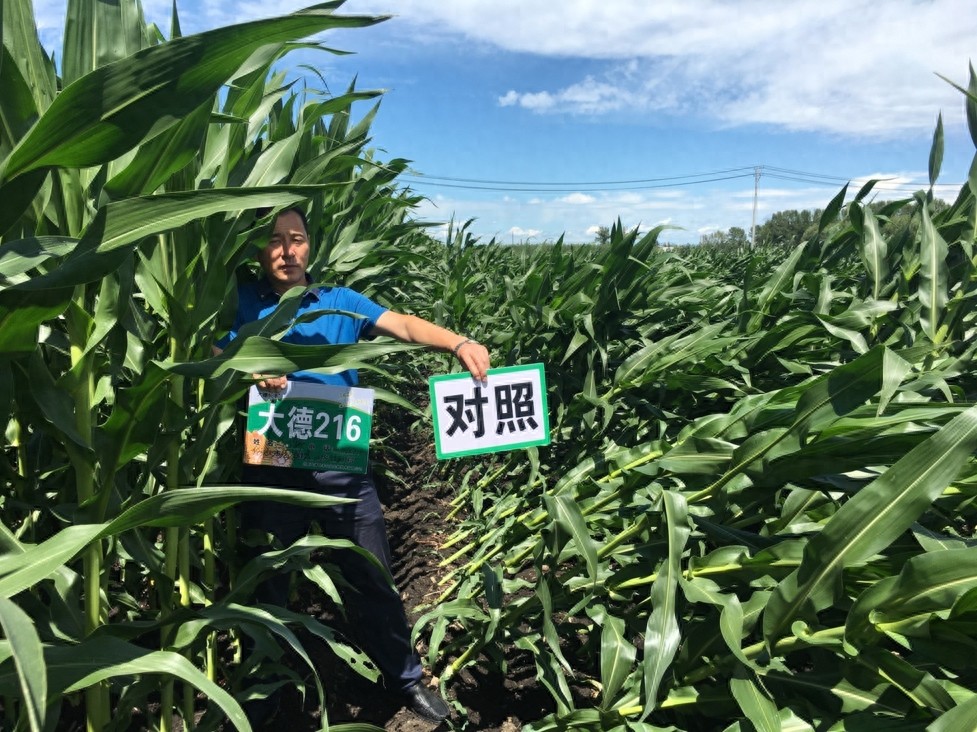 玉米品种大德216介绍