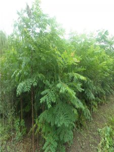 ​苦楝树的作用和功效