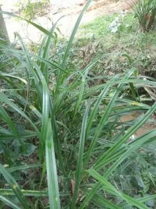 ​簕古根大家见过吗？它的用途你了解吗？