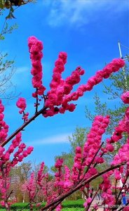 ​岁月无情人有情，桃花树下不老翁，只要留得健康在七老八十似玩童