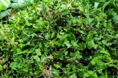 ​春天到了，30种野菜辨别图片，带你认识不同的野菜和吃法