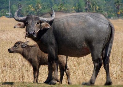 ​中国人能驯化水牛，让它耕地几千年，非洲人怎么不驯化非洲水牛？