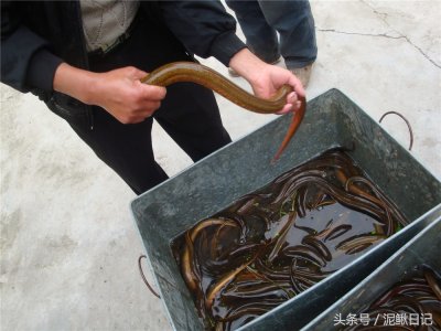 ​黄鳝苗背后的猫腻 你可要警惕