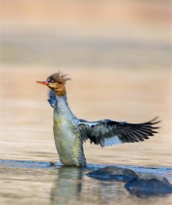 ​达州最新发现国家一级重点保护动物——中华秋沙鸭