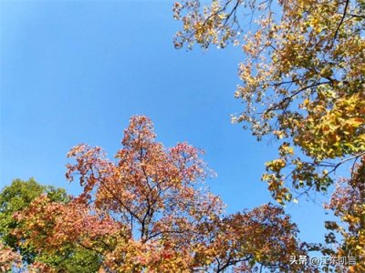 ​局长妻子出轨了（小小说）