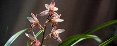 ​兰花几月开花
