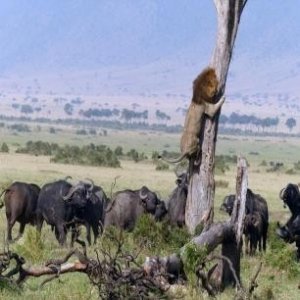 ​20张地球上非常罕见的怪异动物：诡异山羊如人一般站立，眼神深邃