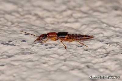 ​隐翅虫：自然界的酸民纹身大咖！你敢迎战吗？