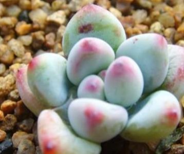 ​多肉天使之泪的养法