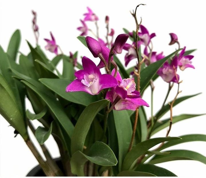 澳洲石斛图片（澳洲香水石斛的养殖方法和注意事项）