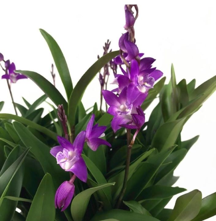 澳洲石斛图片（澳洲香水石斛的养殖方法和注意事项）