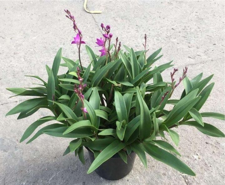 澳洲石斛图片（澳洲香水石斛的养殖方法和注意事项）