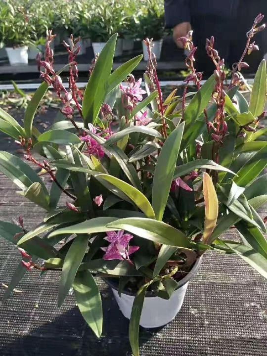 澳洲石斛图片（澳洲香水石斛的养殖方法和注意事项）