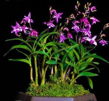 澳洲石斛图片（澳洲香水石斛的养殖方法和注意事项）