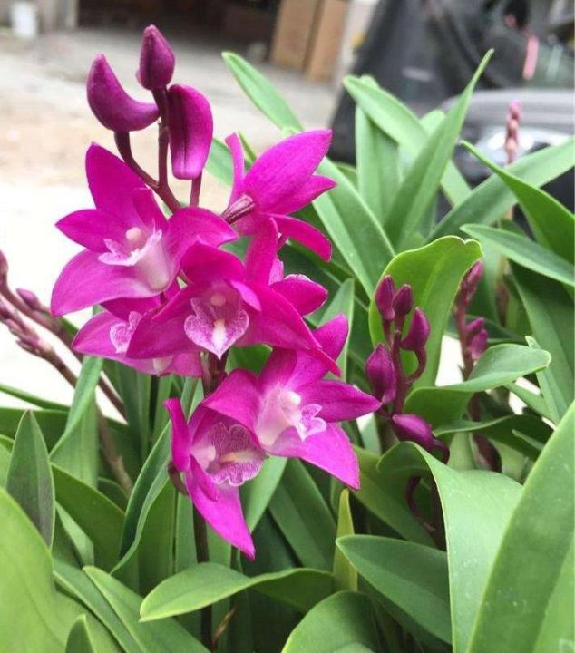 澳洲石斛图片（澳洲香水石斛的养殖方法和注意事项）