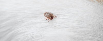 ​白色特别小的虫子会蹦是什么