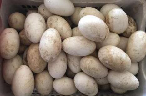 正常人鹅蛋几天吃一个比较好啊