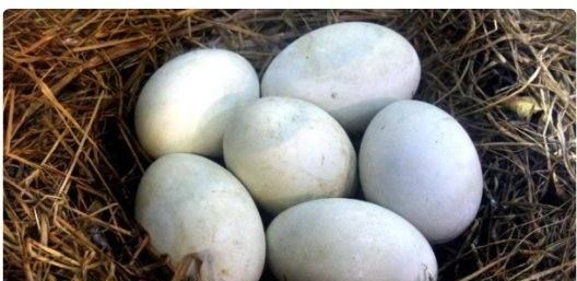 一天一个鹅蛋过量,鹅蛋小孩子每天吃一个可以吗图2