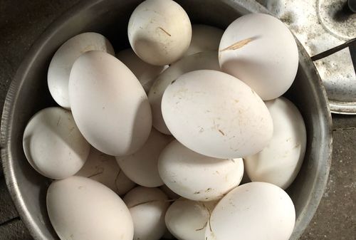 鹅蛋小孩子每天吃一个可以吗