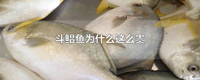 ​斗鲳鱼为什么这么贵