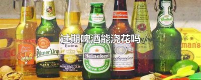 ​过期啤酒能浇花吗