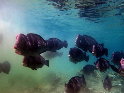 ​海生物188：隆头鹦哥