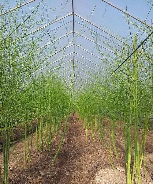 芦笋鱼是什么鱼做的