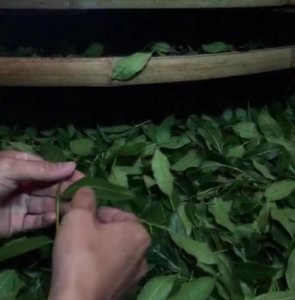 ​铁观音制作工艺流程(铁观音制作技艺非遗传承人)