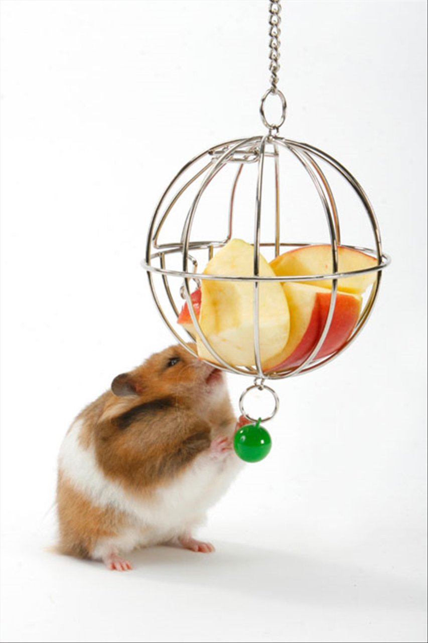 鼠的三合和六个合 属鼠的6合贵人